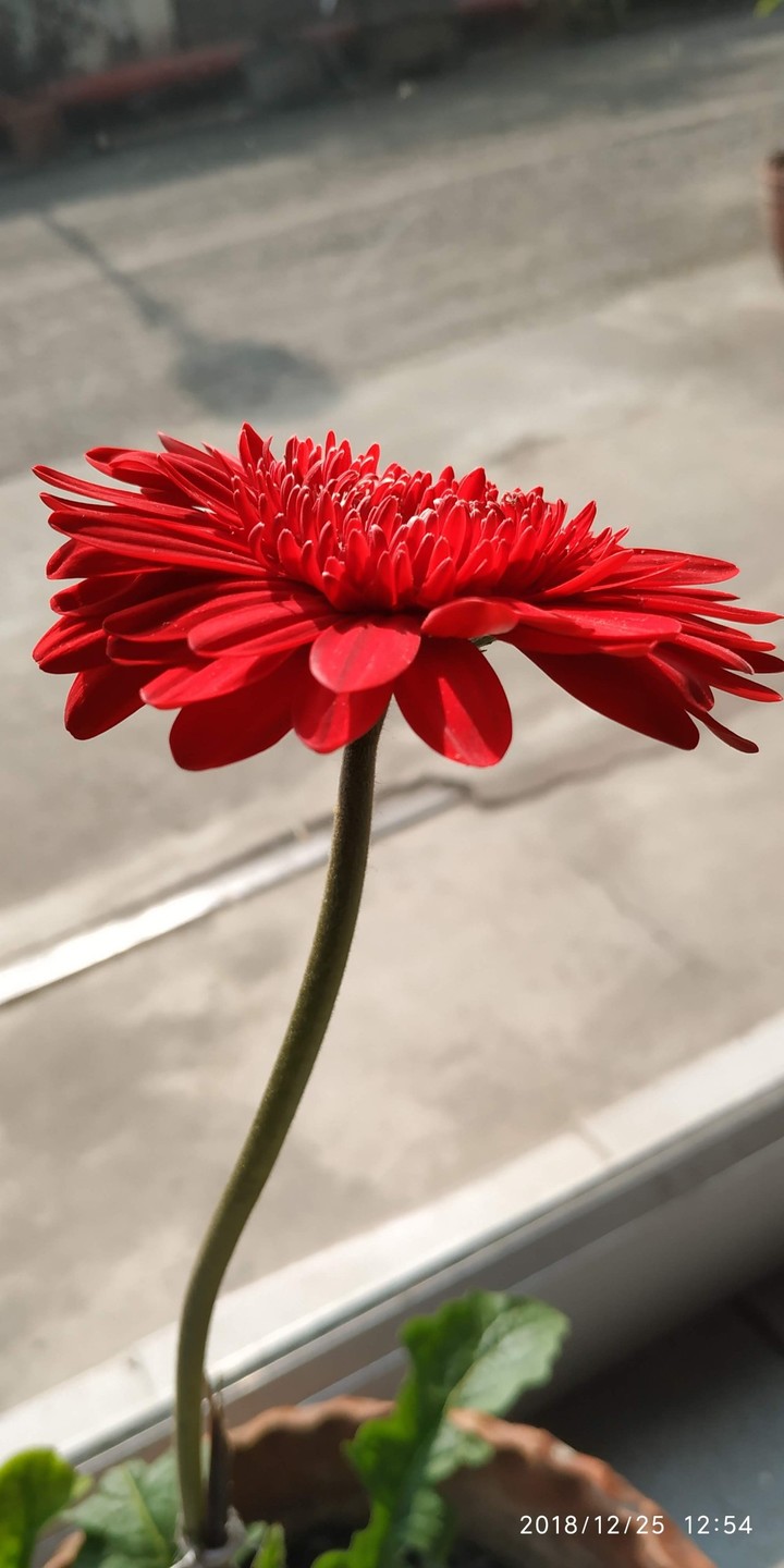 red ?