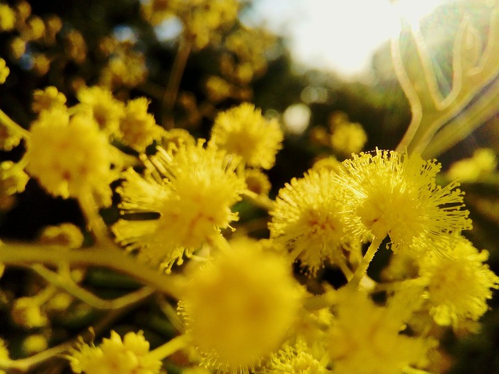 Flower of a Tree.