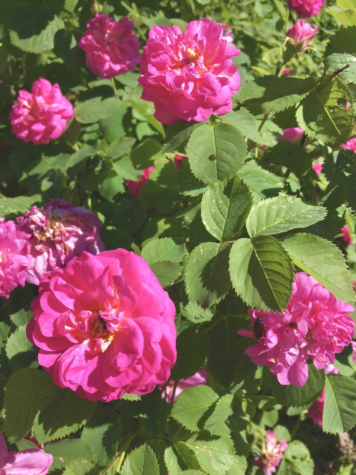 roses