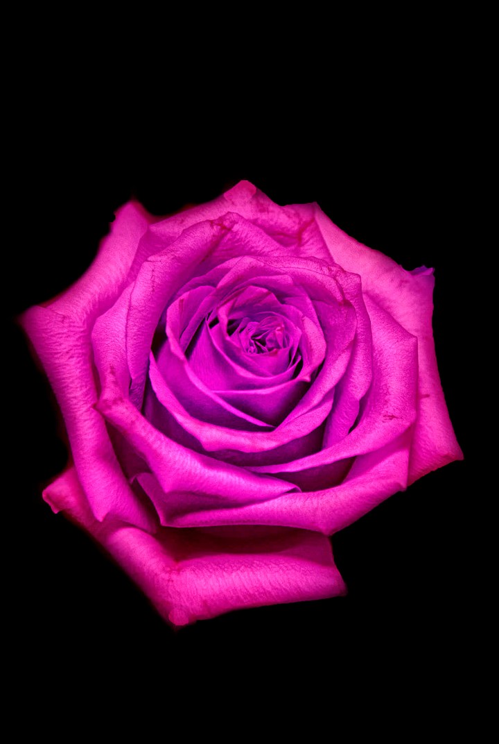 Hot Pink