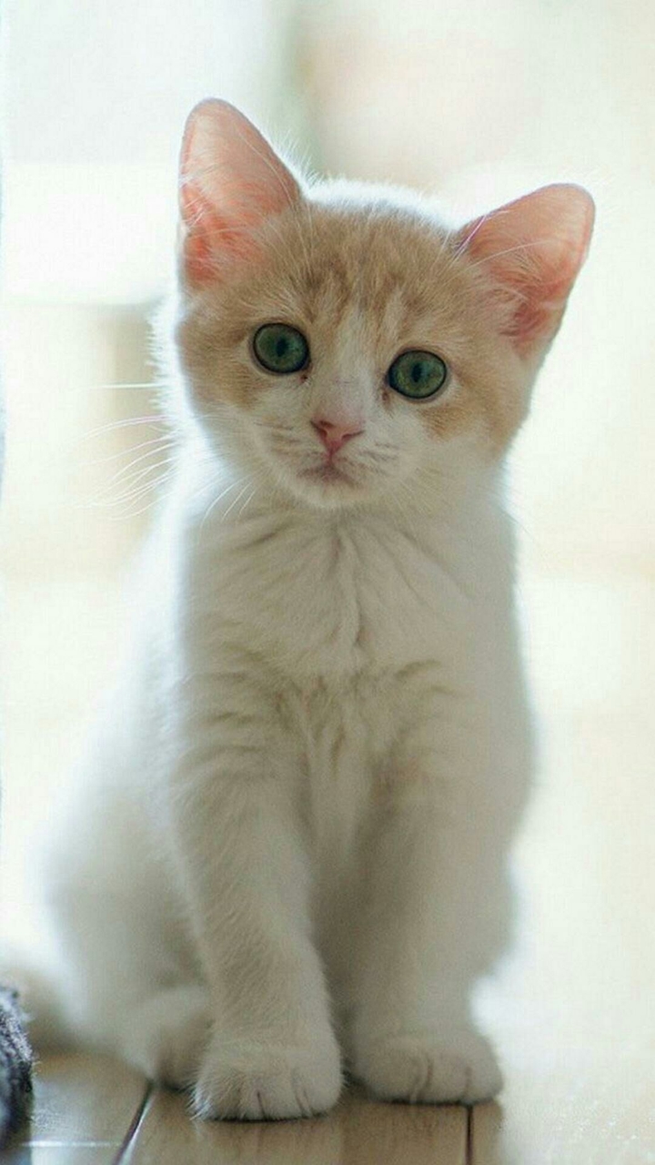 the cute 