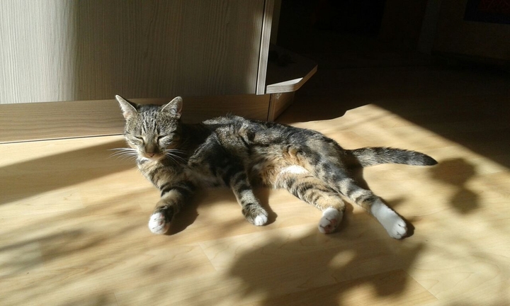 Katze