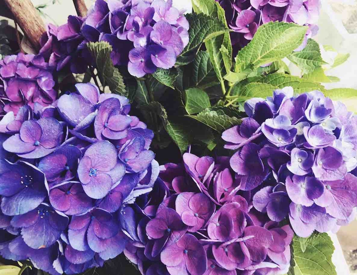 purple dream
