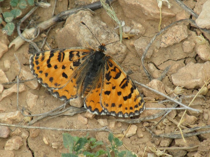 butterfly