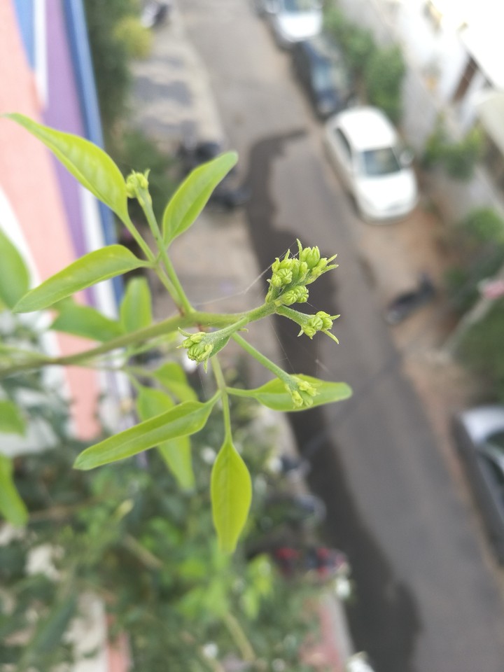 new leaves
