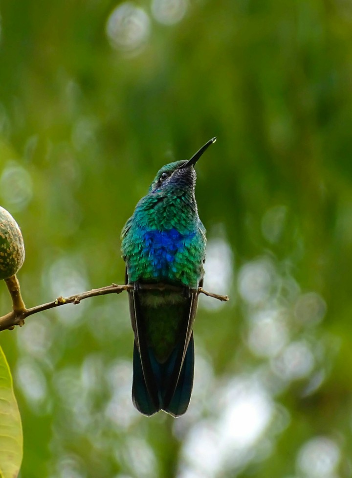 bird