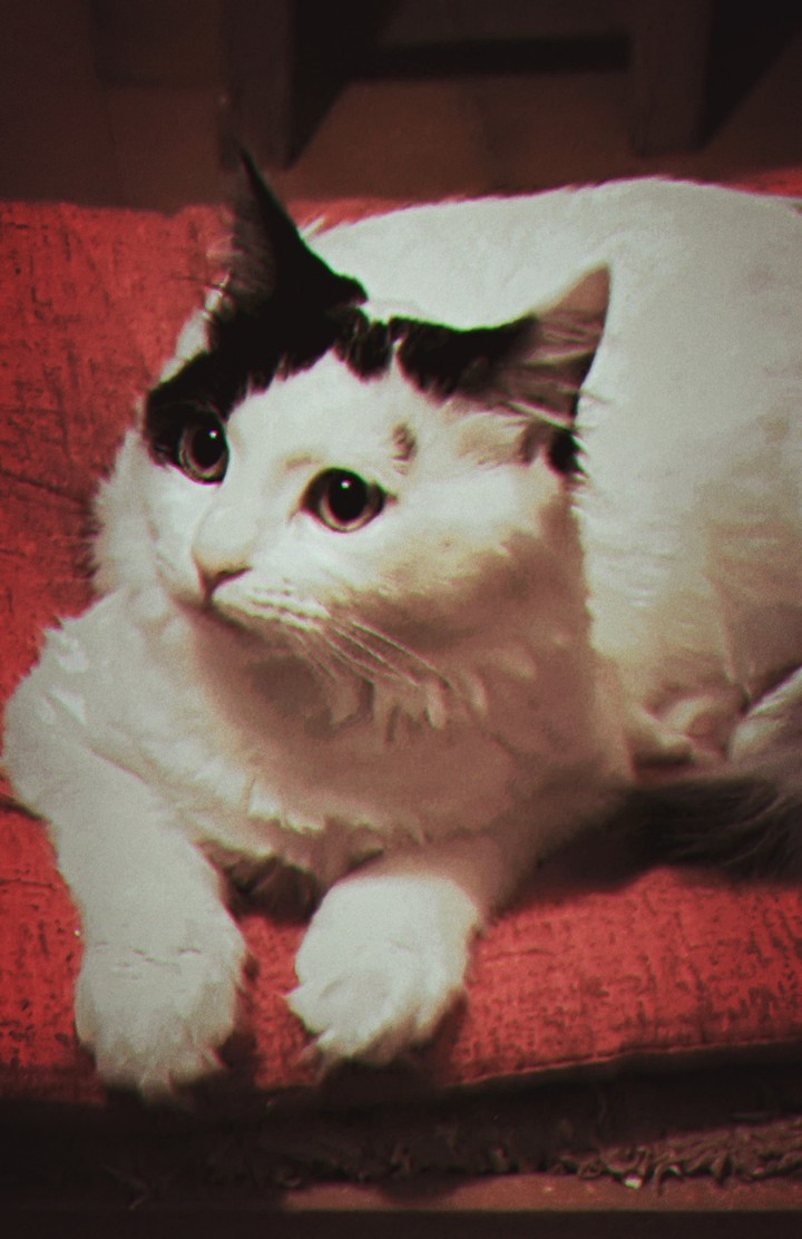 Olaf The Cat