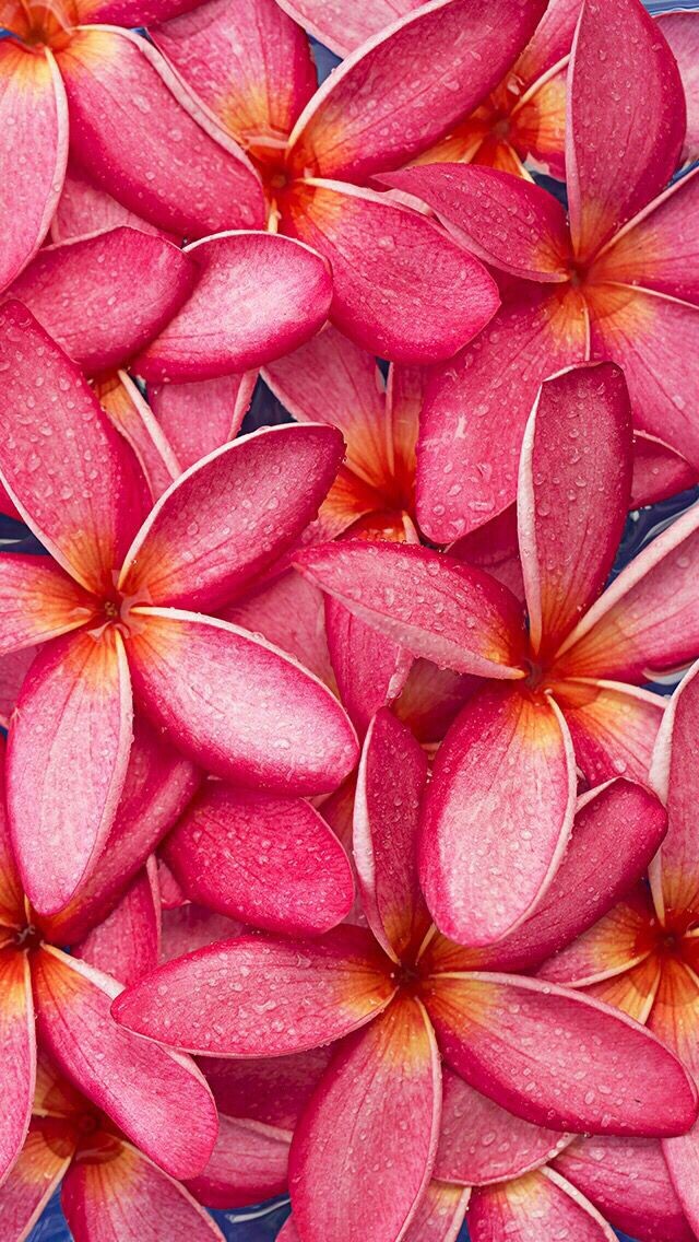 Pink plumeria
