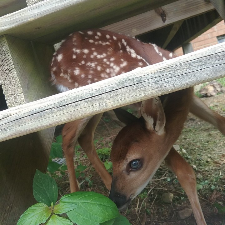 fawn