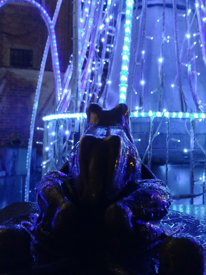 Magical litlle frog