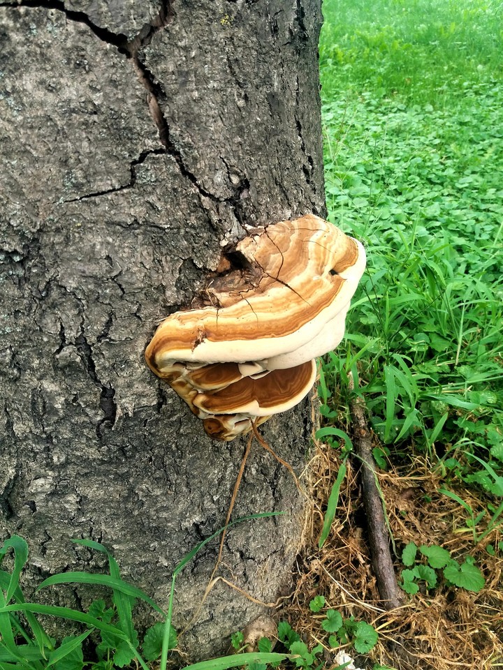 a mushroom growing on a tree