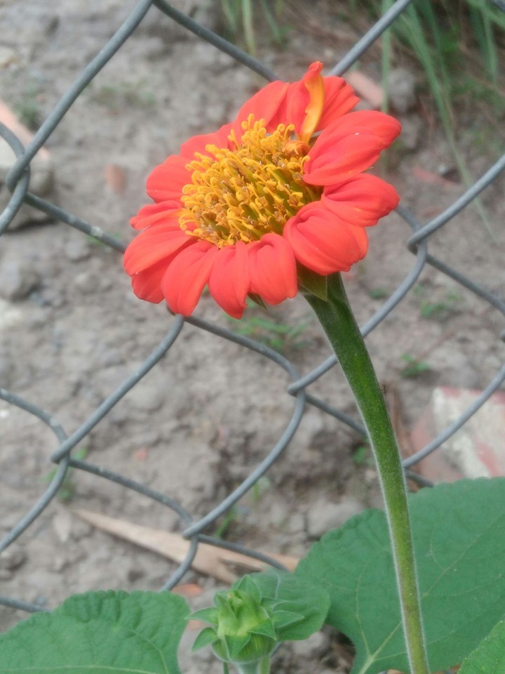 flower