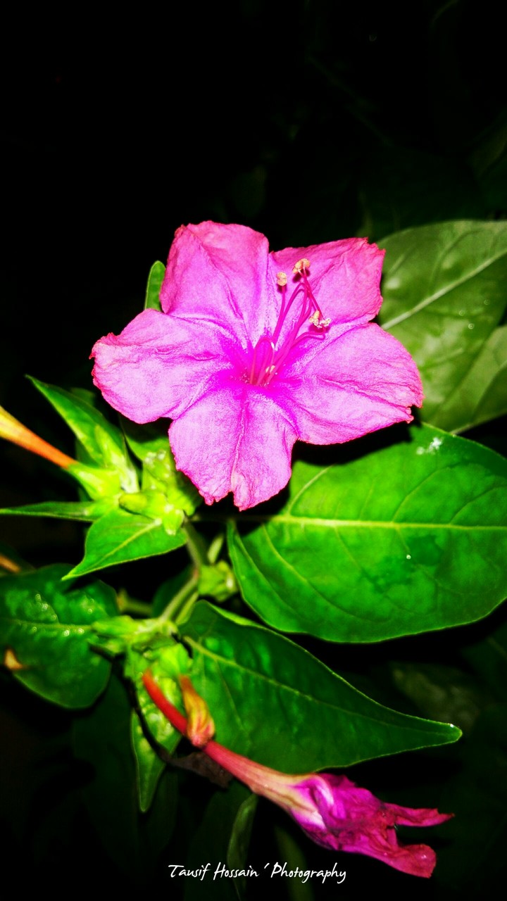 Night shot with my vivo v3