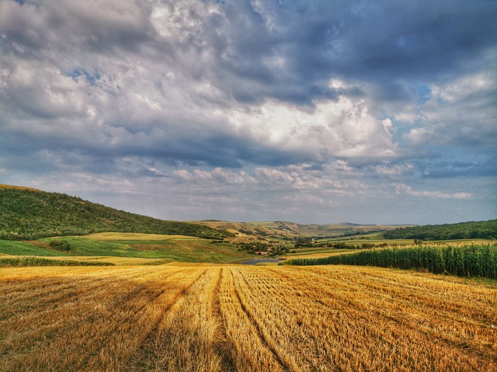 fields in late summer