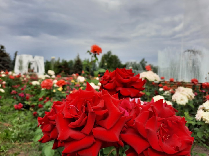 Фонтан и розы