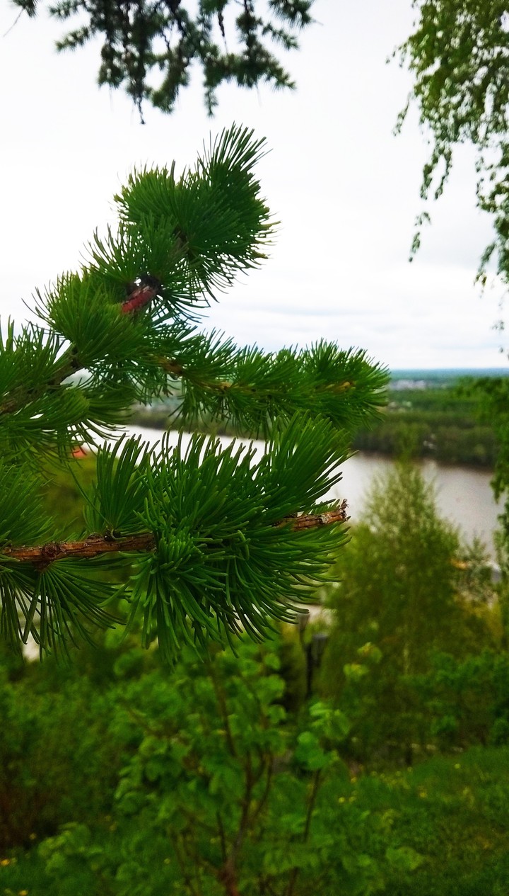 весна