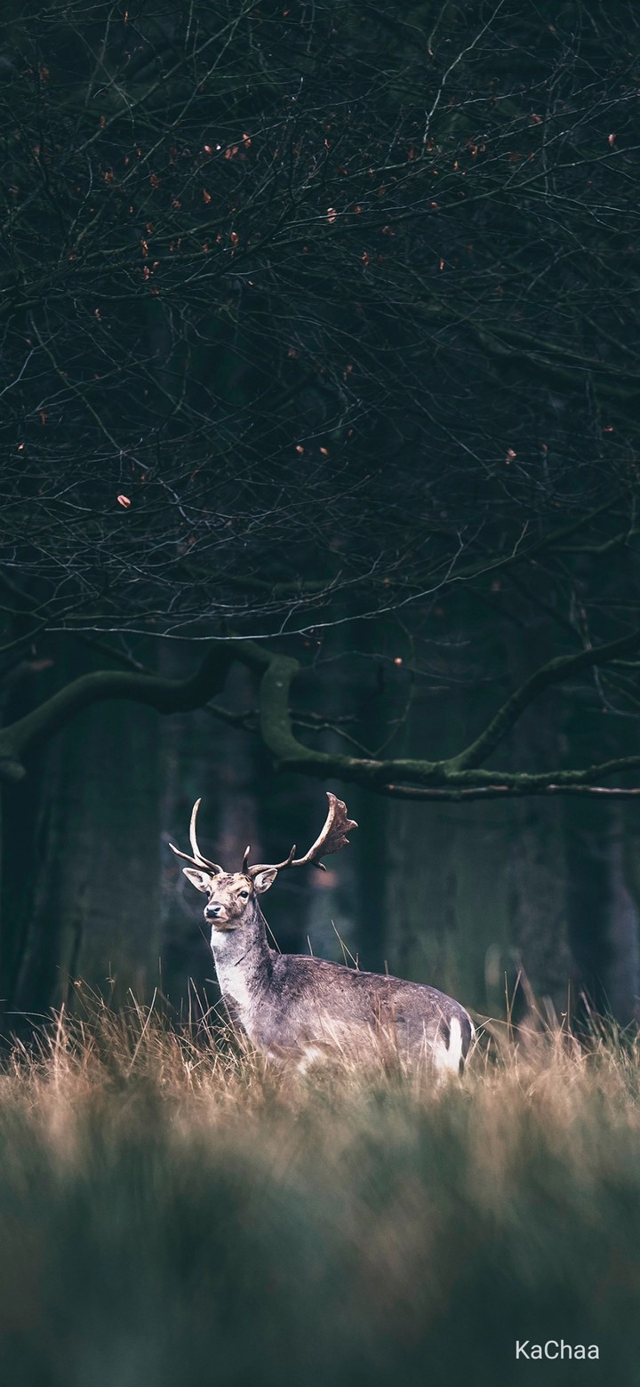 deer