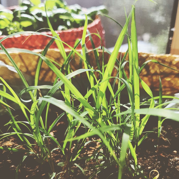 grass