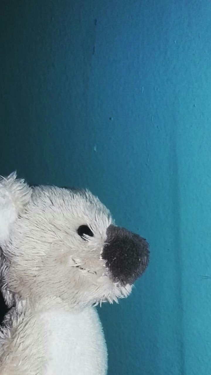 koala