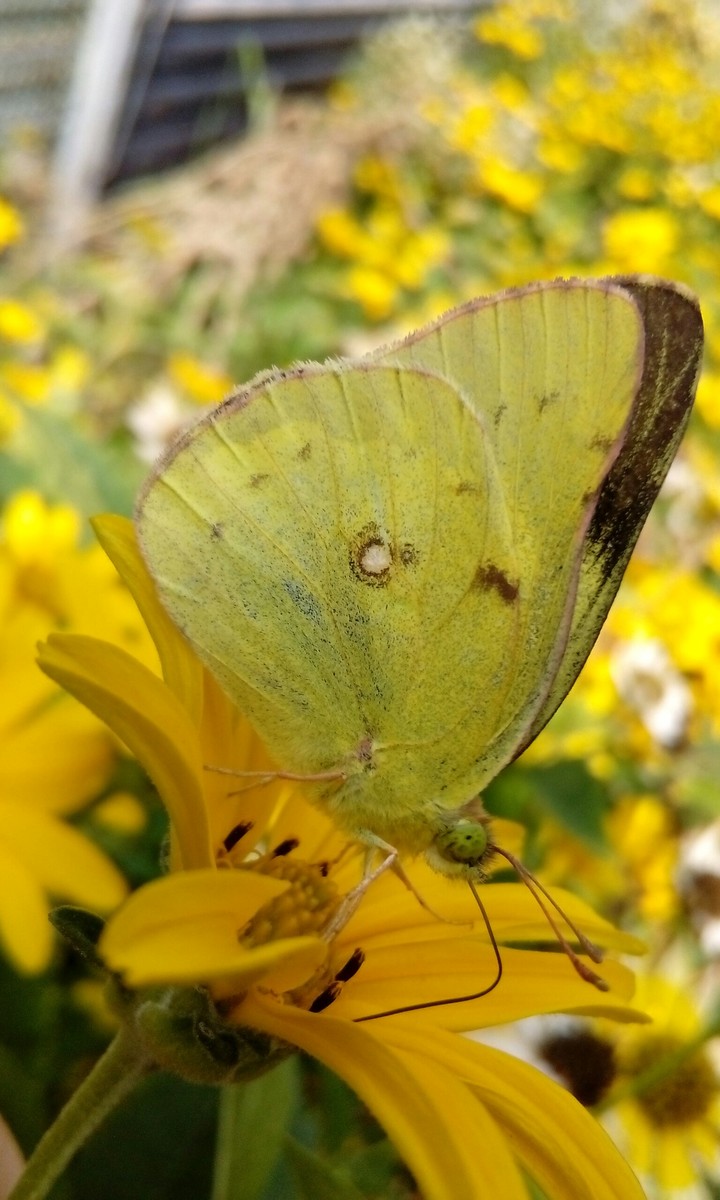 butterfly