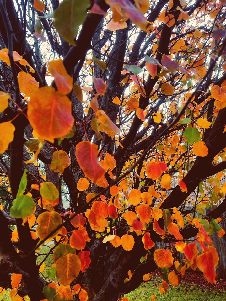 Fall in Texas