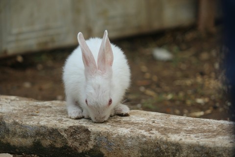 white rabbit