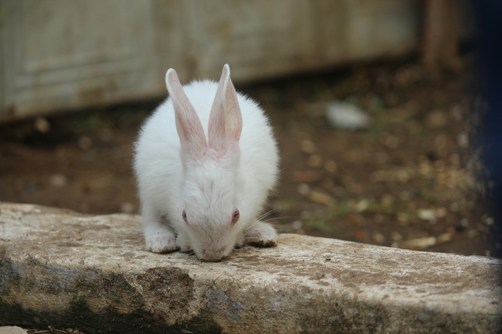 white rabbit 