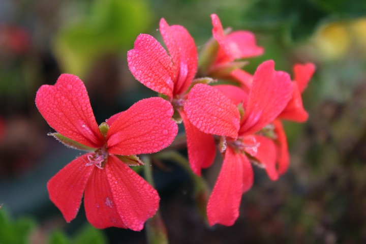 pelargonia