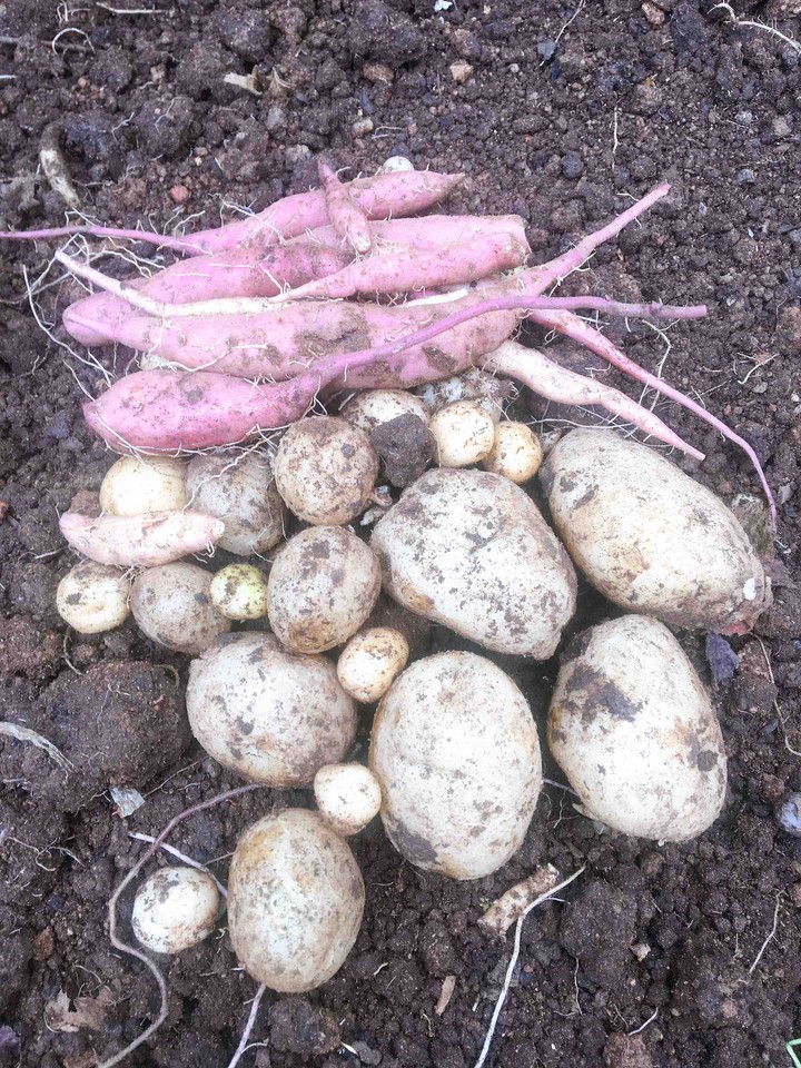 수확하기