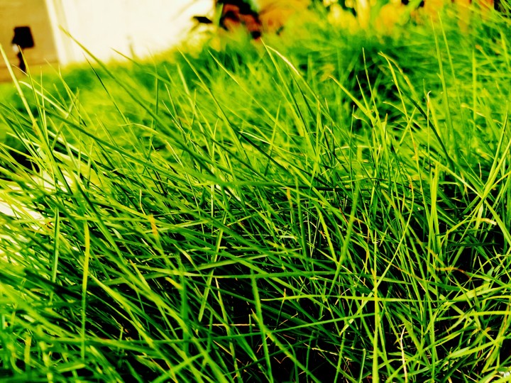 Beautiful Grass