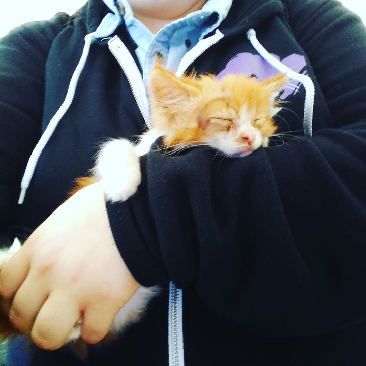 Sleepy Kitty