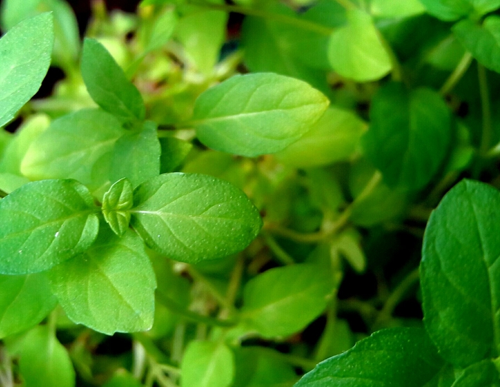 plant