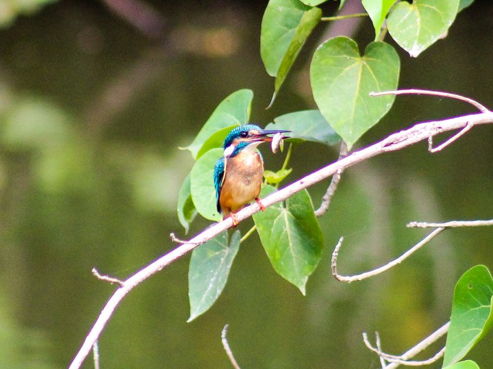 Kingfisher