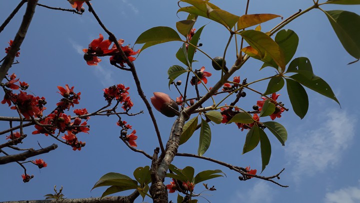 Shimul (cotton) Flower