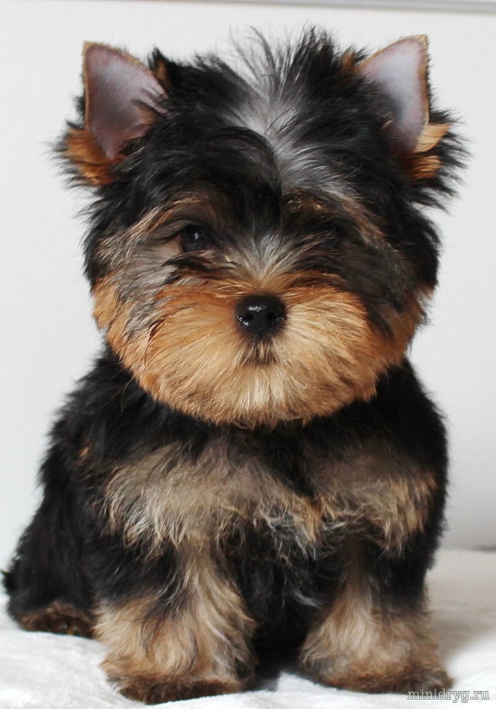 dooog