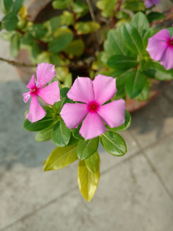 flowers