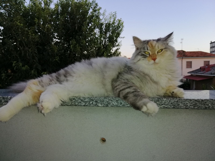 Yuma