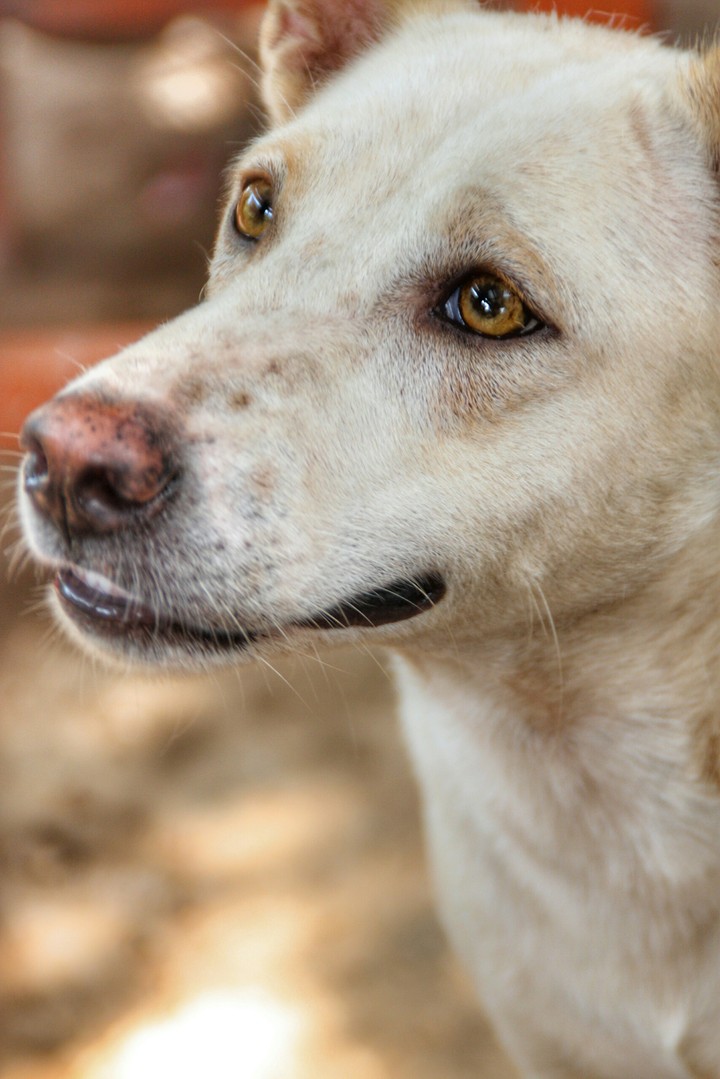 dog
