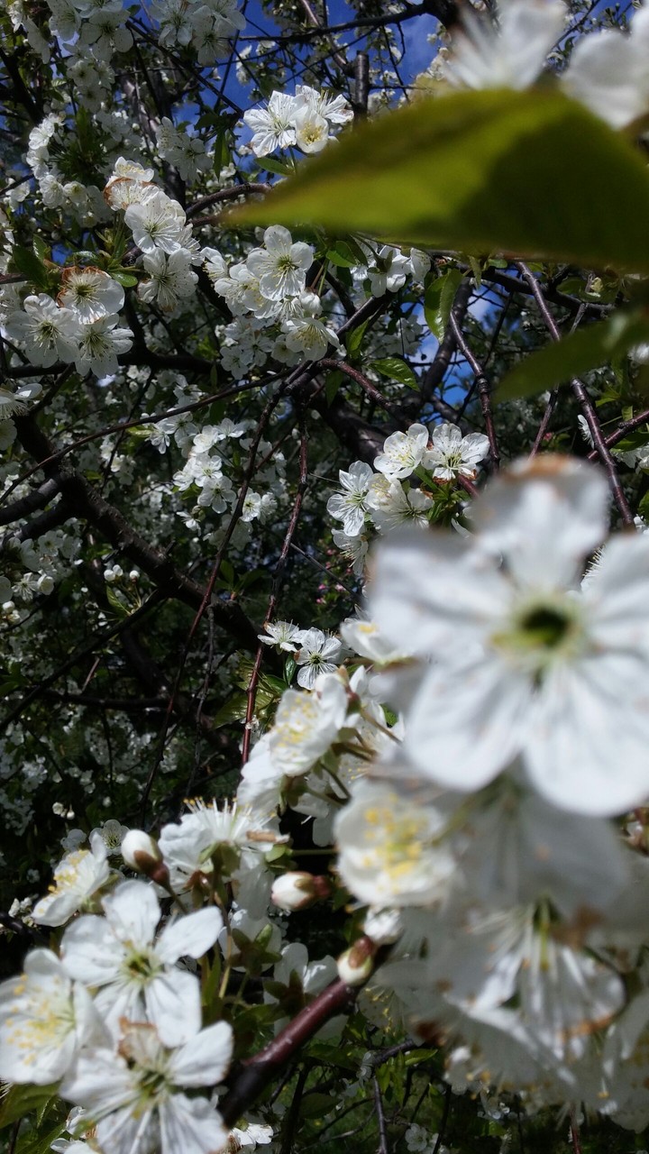flower spring
