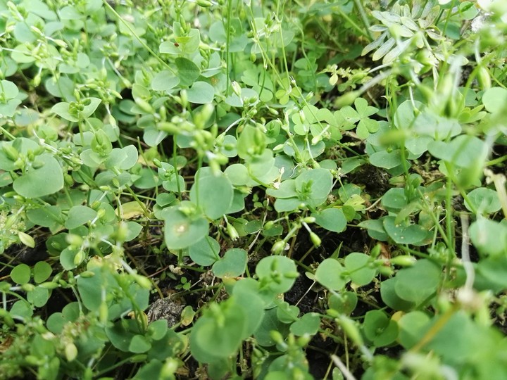 green leafs