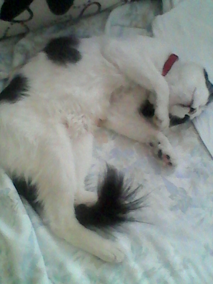 My cat