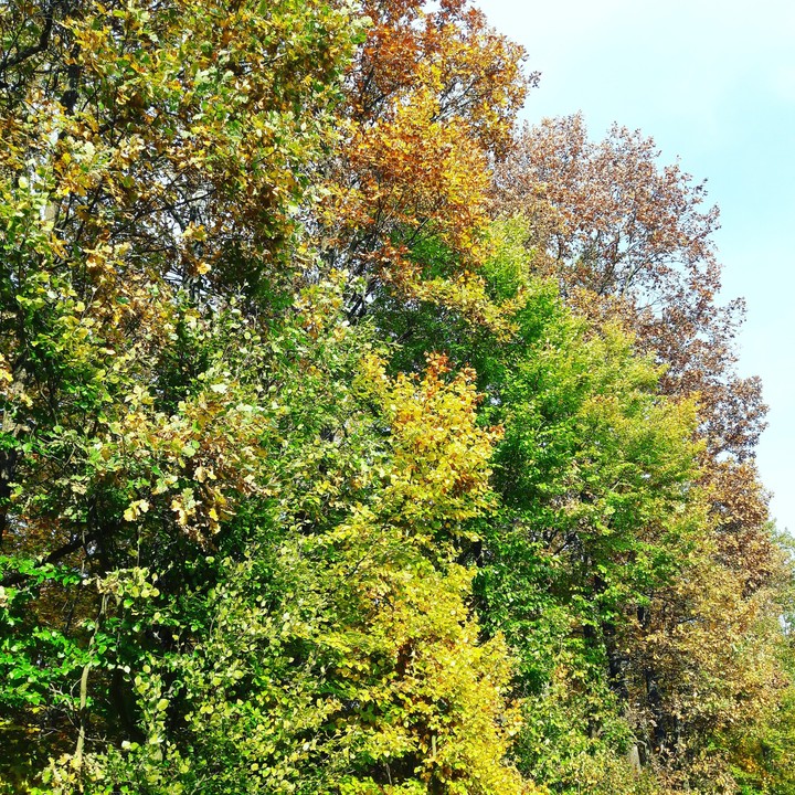 Nature