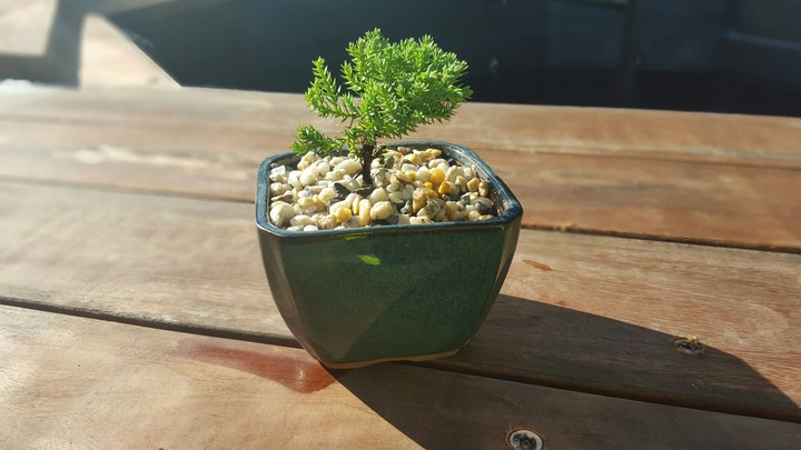 Juniper