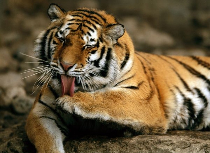 Indian Tigar