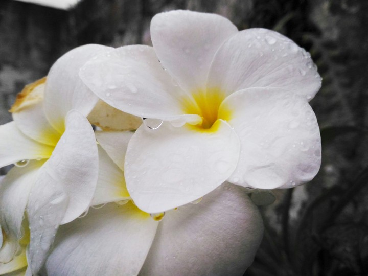 White Flower