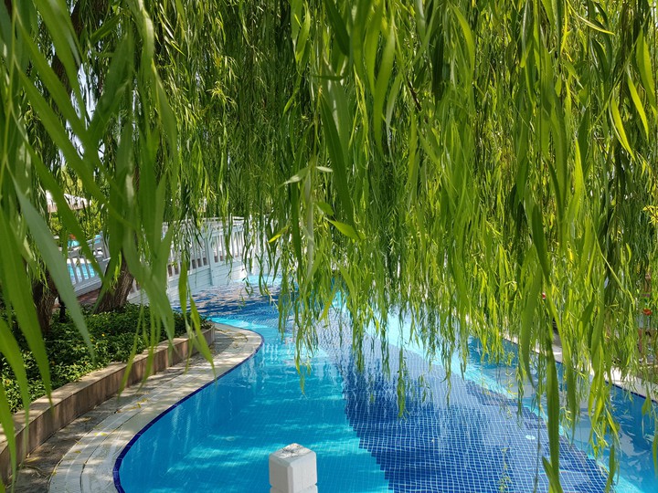 trees and swimming pool