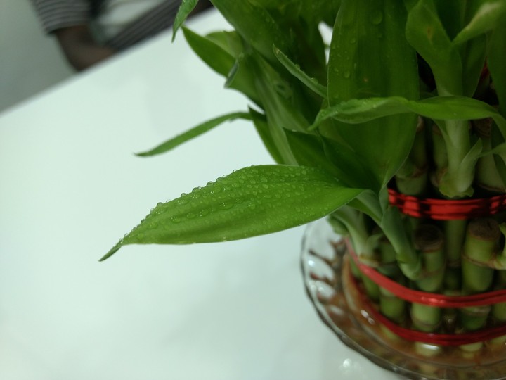 sprinkling water on BAMBOO