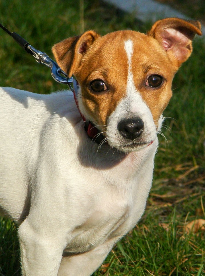 Jack Russel Terrier