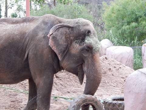 un dia en el zoo