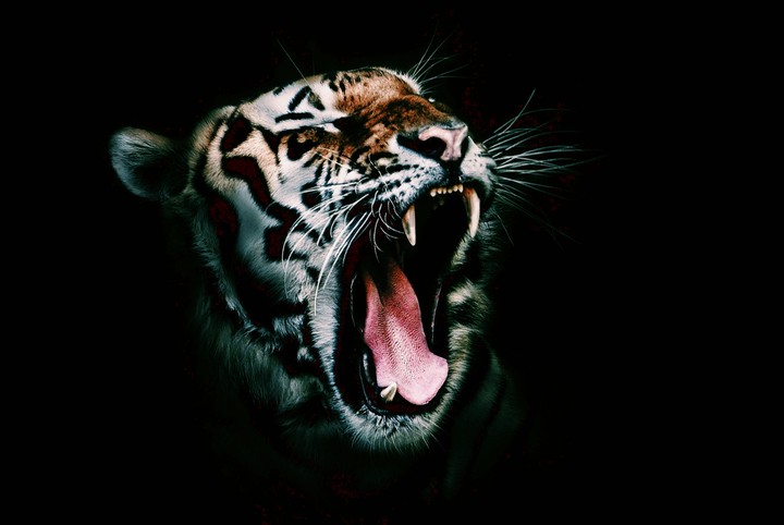 tiger